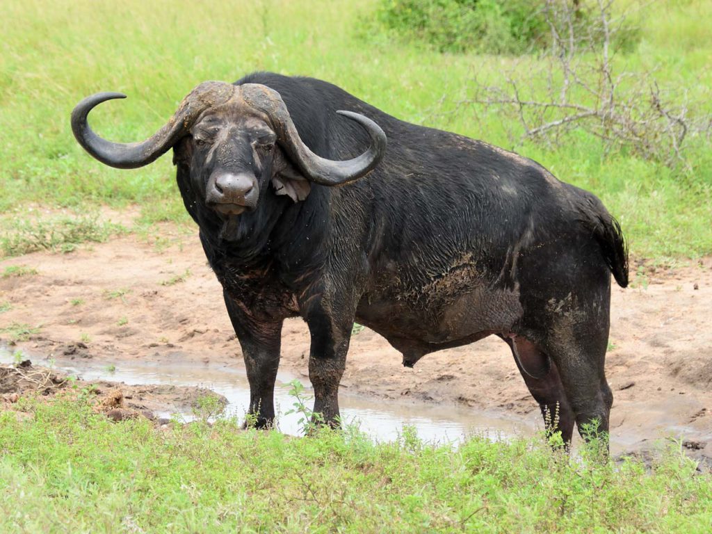 A water buffalo standing on the green grass.