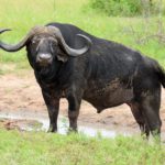 A water buffalo standing on the green grass.