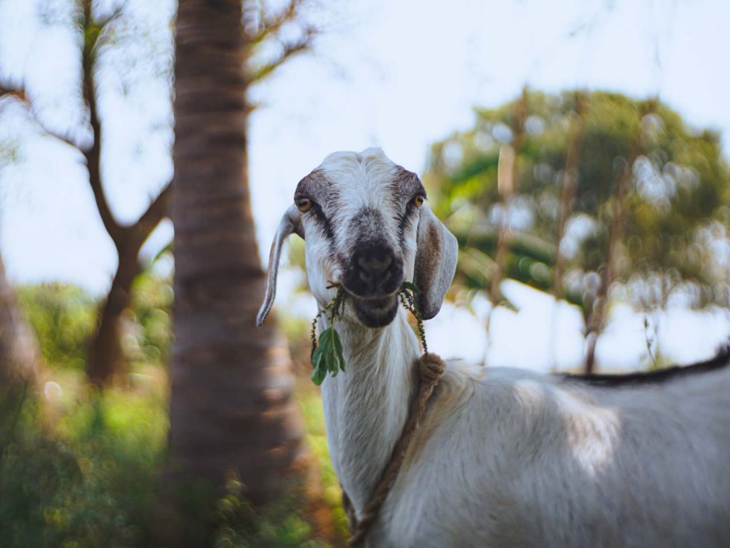Portrait of a goat outdoors in summer.