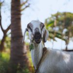 Portrait of a goat outdoors in summer.