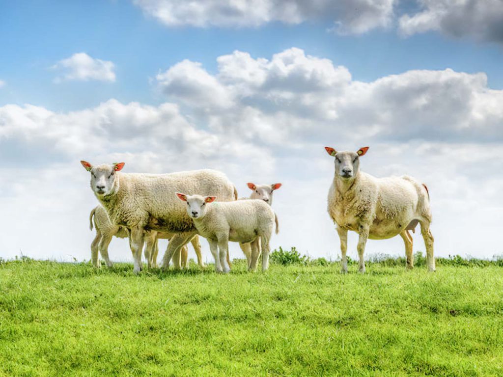 Five white sheep on a farm.